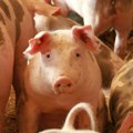 Stravično zlostavljanje na farmi: Radnici mokrili po svinjama, elektrošokovi i kanibalizam u objektu sa sertifikatom