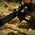Tragedija kod Cetinja: Muškarac u šumi sekao stablo od 21 metar, ono palo na njegovu ženu i ubilo je