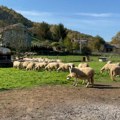 Nova bolest životinja u Srbiji: Ministar Glamočić: „Pojavila se bolest boginja ovaca i koza! Prvo žarište u Raški, sumnja se…