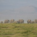 Nakon uginuća 15 slonova u kenijskom Nacionalnom parku Amboseli pokrenuta istraga