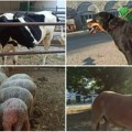 (Foto) "Životinje na školskom gazdinstvu su adekvatno zbrinute, dobro hranjene i pod nadzorom veterinara“ oglasili se iz…