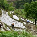 Starinsko seme ponovo pokreće poljoprivredu na drevnim terasama kineske provincije Hunan