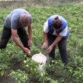 U kraljevačkim selima, što prolećna bujica nije odnela, jesenja suša je sagorela