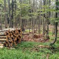 Alaramantno! U Srbiji za pet godina 48,2% manje šuma