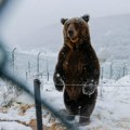 Neki medvedi u Srbiji preskaču „zimski san“, zbog klimatskih promena i blagih zima
