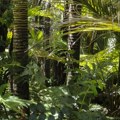 U tajanstvenom srcu Amazona: Grad Ikitos, skriveni biser Peruanske prašume