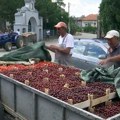 Kada se govori o ukusu i mirisu srpsko voće nema konkurenciju – sa cenom je drugačije