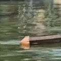 Jeziva scena na savi Mrtvački sanduk plutao kroz Beograd, šokirani građani ostali bez reči! (video)