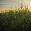 Дивљач и вране уништиле кукуруз, салату и купус