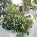 Није све до пара, има нешто и до немара: Ишчупано дрво у Улици Светозара Марковића