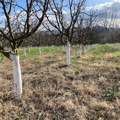 Počinju najvažniji prolećni radovi u voćnjacima Topličkog okruga