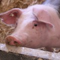 Razvijen pametni sistem za prepoznavanje svinja