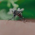 Virus Zapadnog Nila se širi u Evropi, najviše slučajeva u Italiji