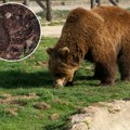 Zver luta šumama Srbije - isplivala fotka sa planine! Meštani u strahu, otisak zabeležen na Zlatiboru (foto)