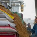 Egipat odobrio isporuku pšenice nezavisno od porekla