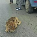 Kakav lav, strašan lav! Na putu kod Subotice pronađeno mladunče divlje životinje