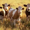 Mediji: Krave na Staroj planini umrle zbog šuštavca