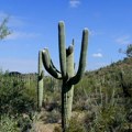 Kraljevi pustinje: Fascinantni svet kaktusa saguaro