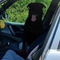 Rotvajler posle nedelju dana stigao kući: Građani danima hranili i pojili psa, misleći da je izbačen na ulicu (foto)