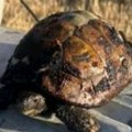 Predivno! Pogledajte kornjaču koju su spasli vatrogasci Bila je opkoljena vatrom u Aleksincu (foto)