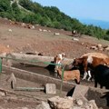 Krave i konji na Suvoj planini opet bez vode, stočari ih poveli do reke i najavili blokadu puta