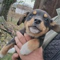 Udomi milu Ankicu – štene koje čeka svoj dom u Zrenjaninu 🐾 Ne kupuj — udomi! 💜 Udomi milu Ankicu