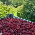 Američka novinska agencija Asošijeted pres: Maline iz Arilja širom sveta