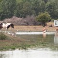 Spas za stoku na pašnjacima u Zasavici: vodu dostavljaju pumpama koje pokreću solarni paneli