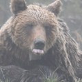 NP Tara: U toku procena brojnosti mrkog medveda