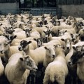 Grom ubio 95 ovaca u Severnoj Makedoniji
