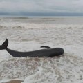 Pomor u Škotskoj: Više od 50 crnih delfina se nasukalo na ostrvu Luis