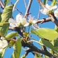 Višnja i trešnja procvetale usred jeseni: Narodno verovanje otkriva šta to znači i kakva nas zima čeka! Ovo vam se neće…