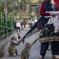 Nepal sprovodi popis majmuna zbog problema u selima