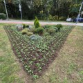 Jesenja sadnja cveće u Kragujevcu: 52.000 sadnica biće zasađeno