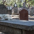 Pas danima leži na grobu vlasnice u nadi da će je ponovo ugledati: Ovaj snimak je svima slomio srce