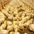 Ptičji grip pogodio Nemačku – uništene stotine hiljada jedinki živine na farmama
