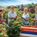 Velika podrška za malinare: subvencije, kontrola uvoza i zaštita porekla