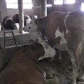 Podsticaji za priplodna grla značajna podrška poljoprivrednicima