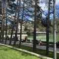 Kavkaski orah na Zlatiboru: Nova pluća Srbije - simbol večnog prijateljstva Rusa i Srba