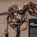 Fosil nanotiranusa prodat za 47,3 miliona dolara: „Džodi“ među najskupljim dinosaurima ikada