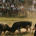 Žestoko na Kočićevom zboru: Rogove će ukrstiti najjači bikovi, da li će pehar podići Srbin, Hrvat ili Bošnjak (foto)