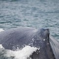 Naučnici 20 minuta razgovarali sa grbavm kitom Evo šta su poručila gigantska stvorenja