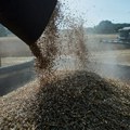 EU se sprema da uvede carine na žito iz Rusije i Belorusije
