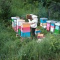 Пољопривреда: Поступак замене старих матица у пчелињим заједницама