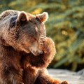 O da, ovo je prizor sa planine u Srbiji: Medved uživa i jede trešnje