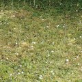 "Samo kad smo kola spasili": U Zaječaru padao grad veličine loptice za golf, a malo pre toga upeklo sunce