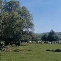 Zovu je "srpska Kapadakija" i "dunavski safari": Prirodna oaza sat vremena od Beograda, velika atrakcija Vojvodine