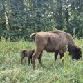 VIDEO: Na Fruškoj gori rođena beba bizona