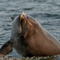 Jezivo: U Jadranskom moru pronađen još jedan mrtav delfin, sumnja se da je ubijen ili mučen