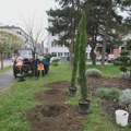 Медитерански чемпрес: Крагујевац сади дрвеће отпорно на климатске промене